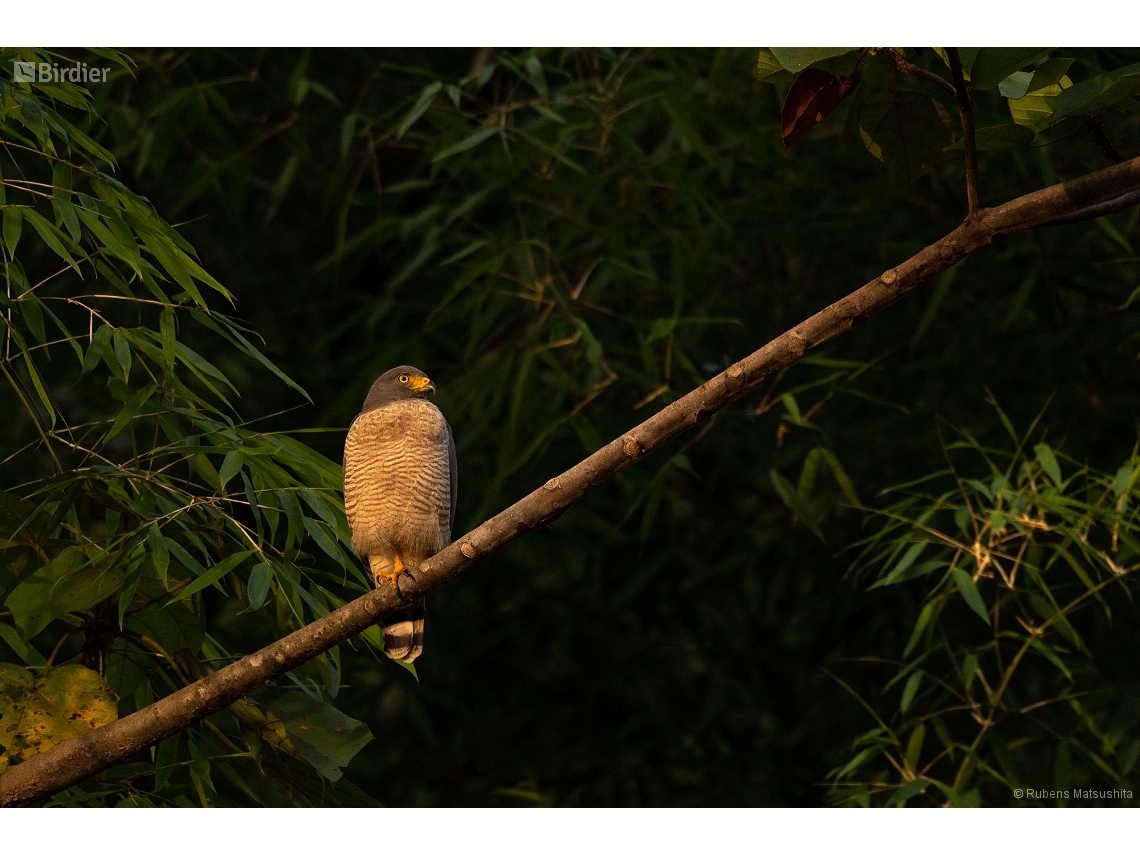 Rupornis magnirostris