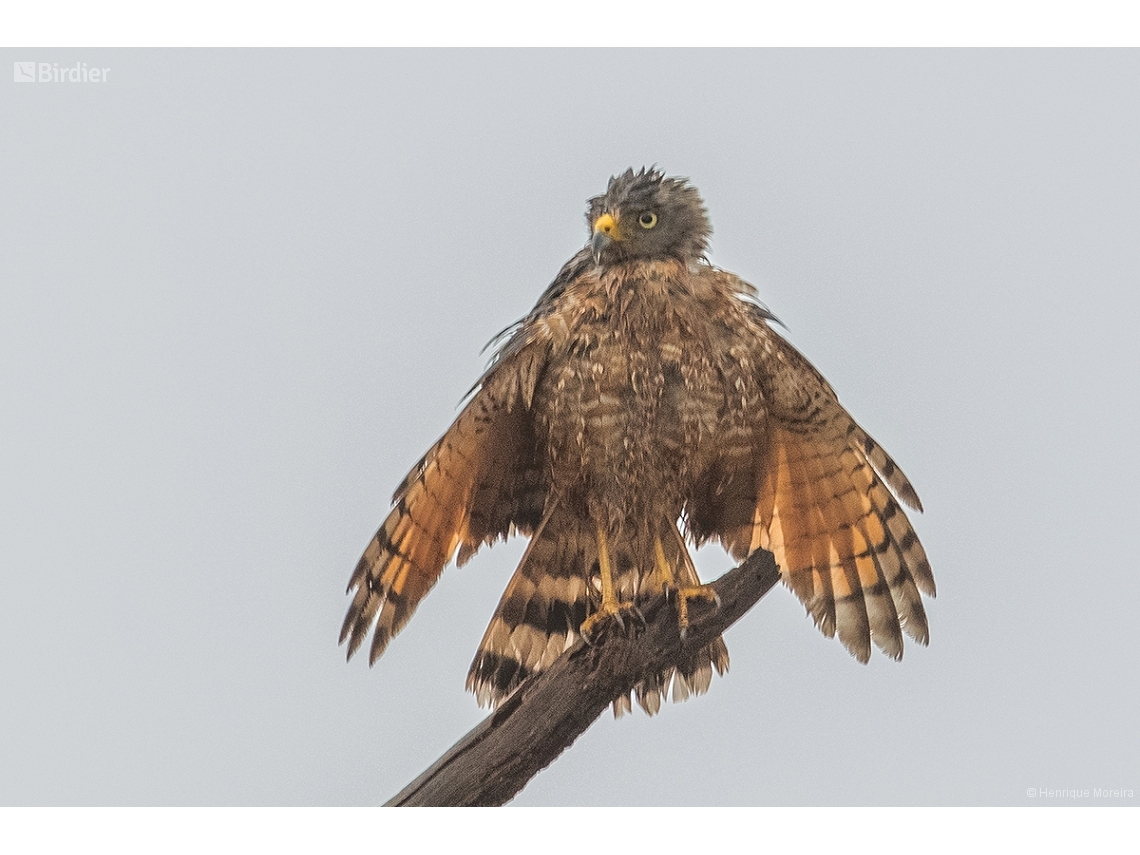 Rupornis magnirostris