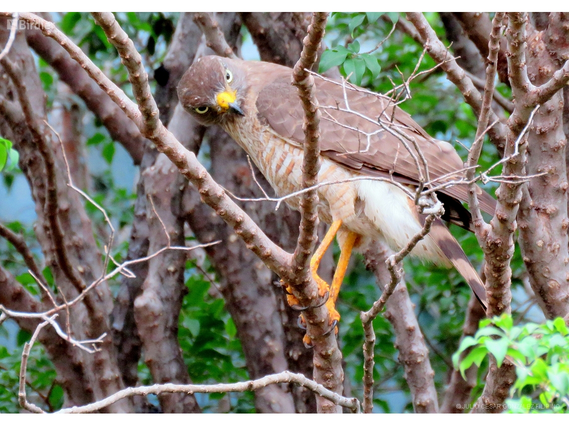 Rupornis magnirostris