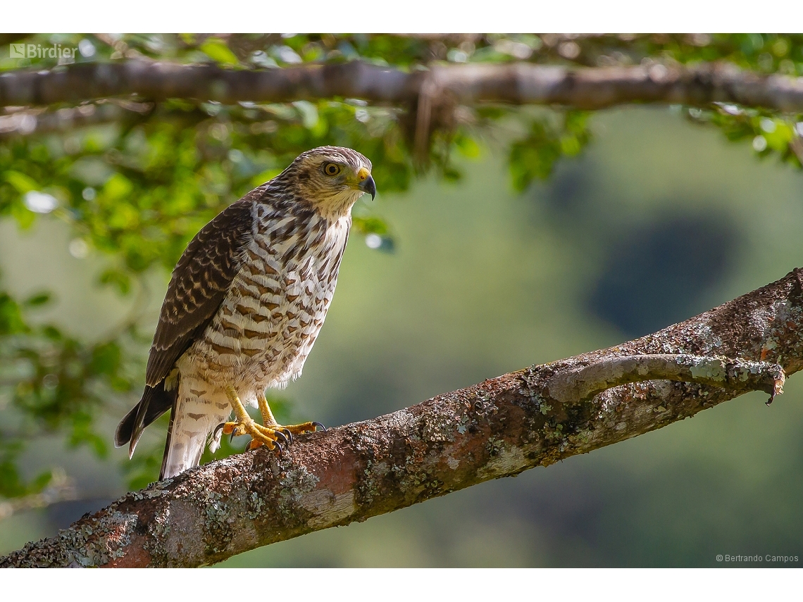 Rupornis magnirostris