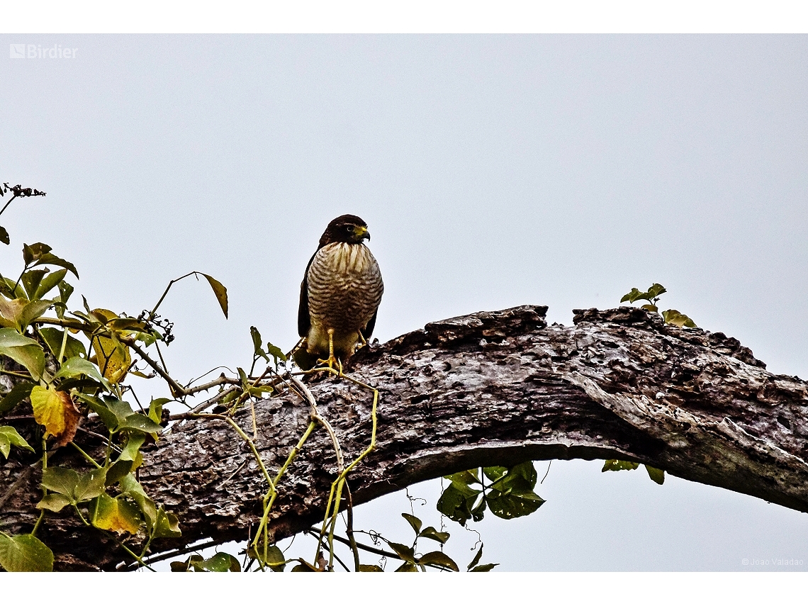 Rupornis magnirostris