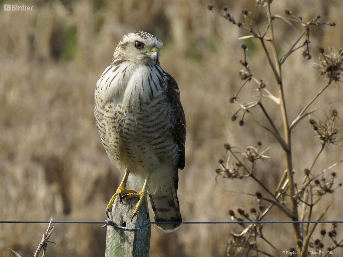 Rupornis magnirostris