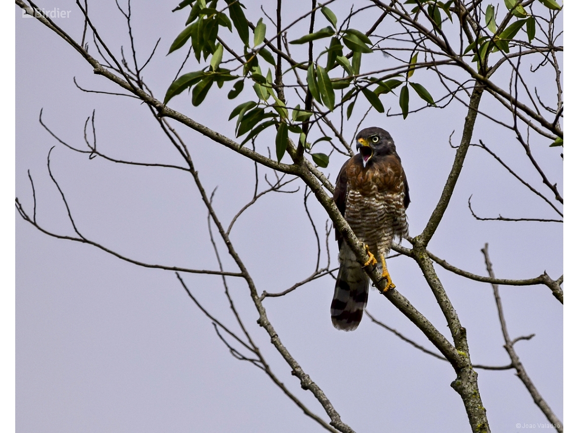 Rupornis magnirostris