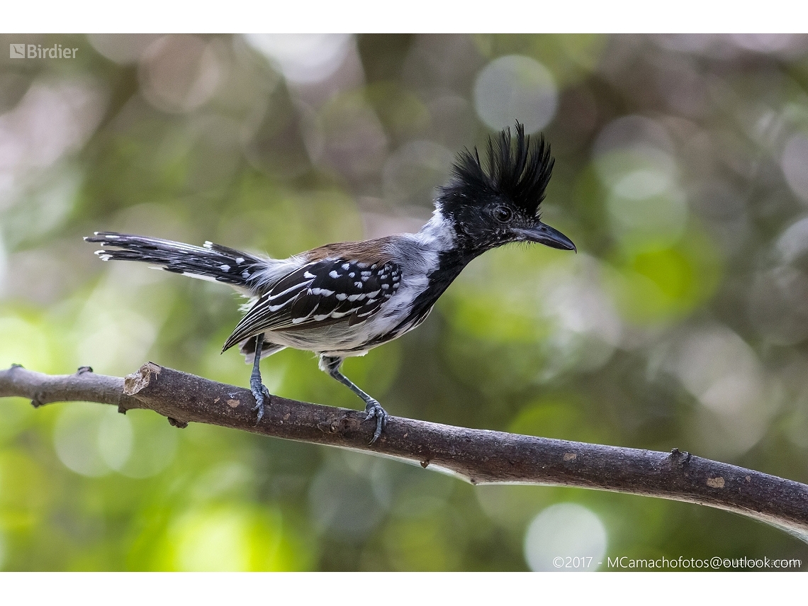 Sakesphorus canadensis