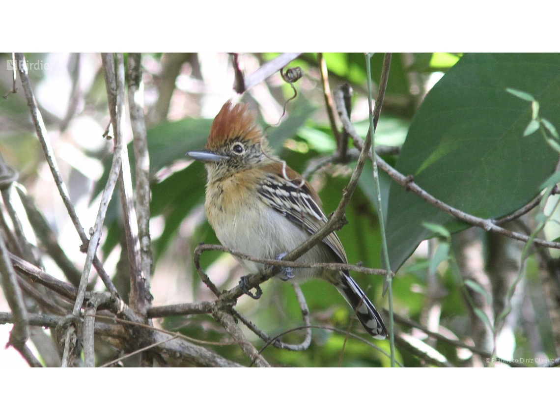 Sakesphorus canadensis