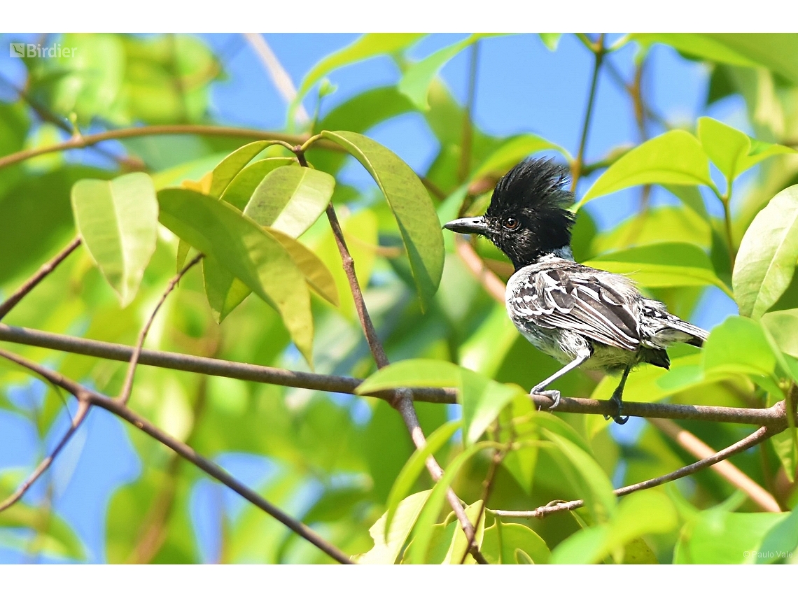 Sakesphorus canadensis