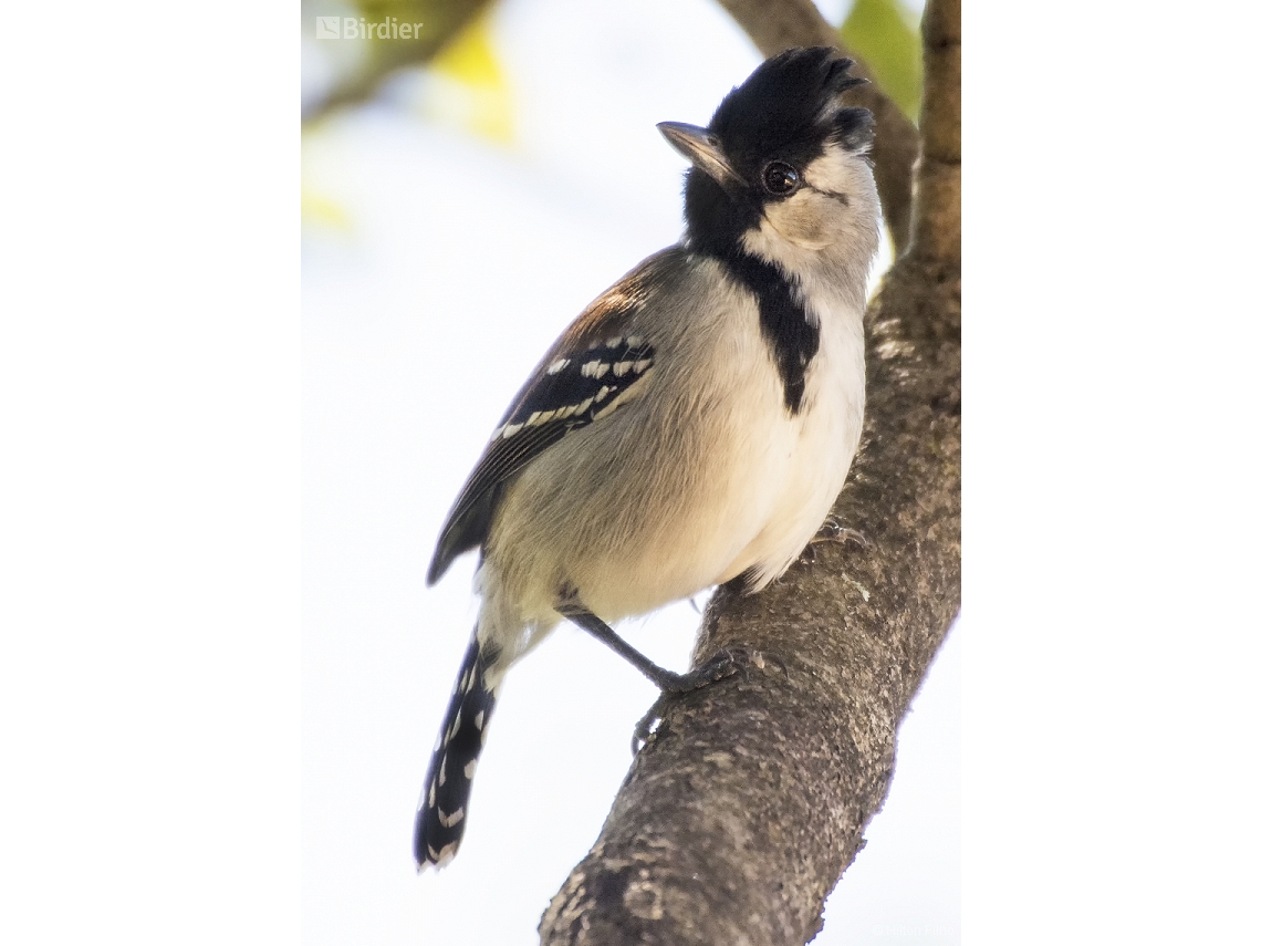 Sakesphoroides cristatus