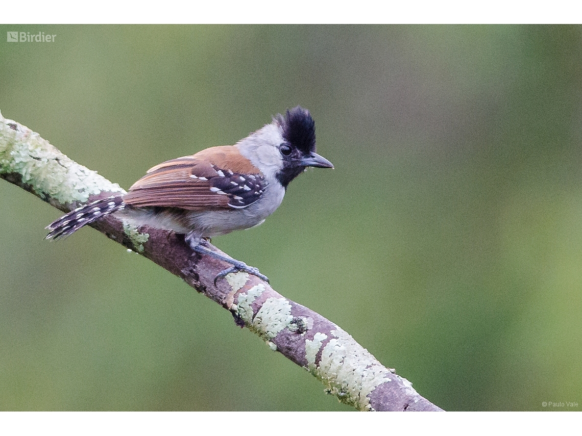 Sakesphoroides cristatus