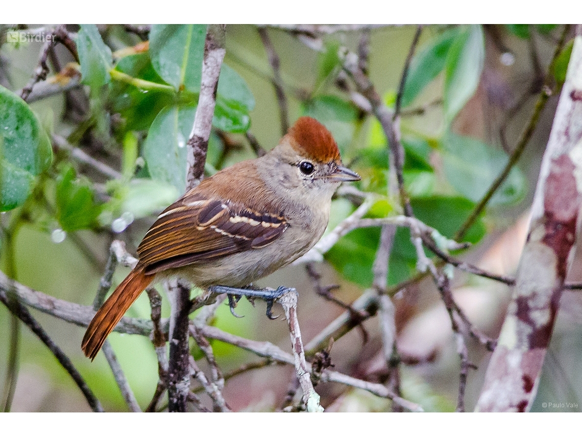 Sakesphoroides cristatus