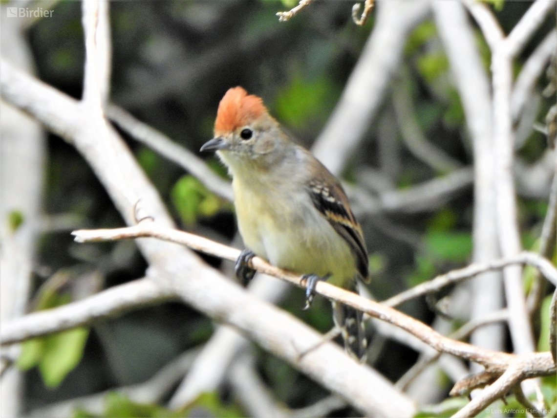 Sakesphoroides cristatus