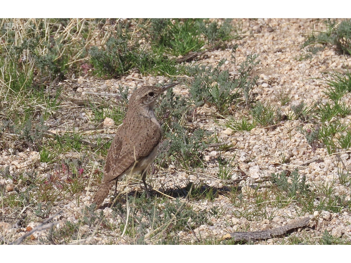 Salpinctes obsoletus