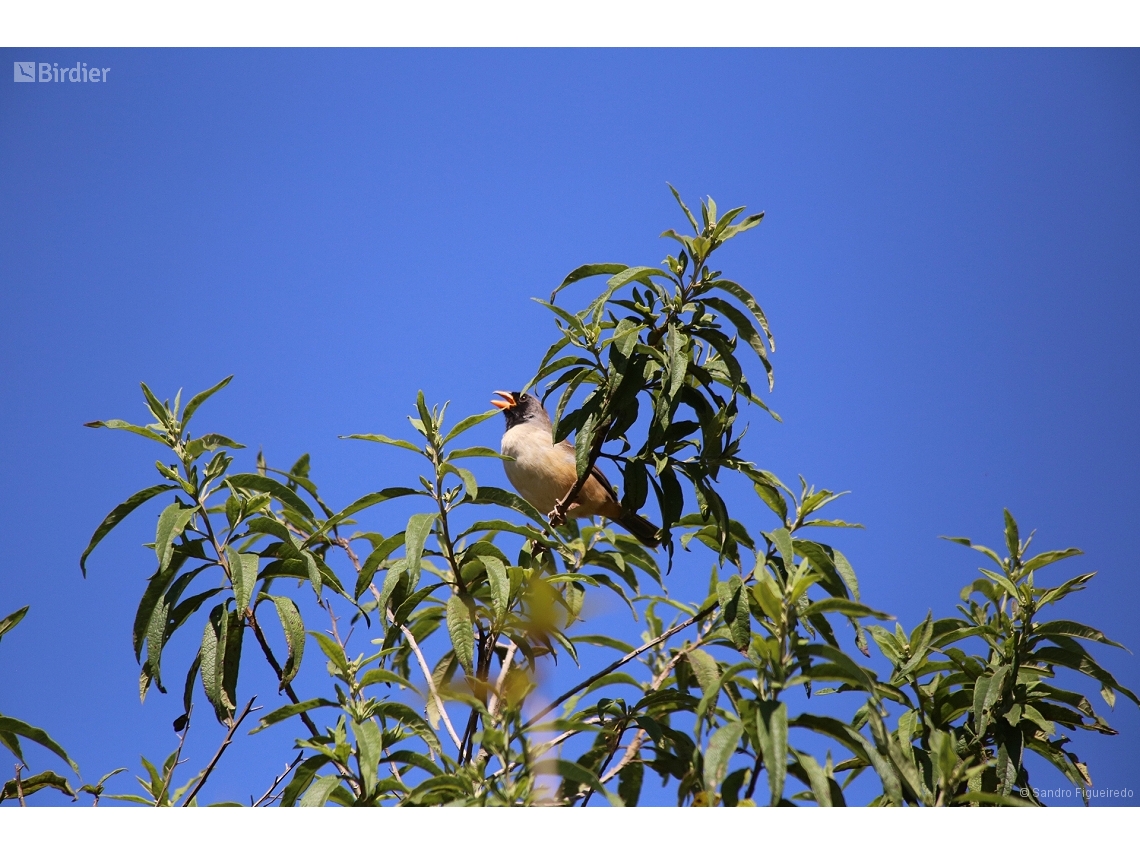 Saltatricula atricollis