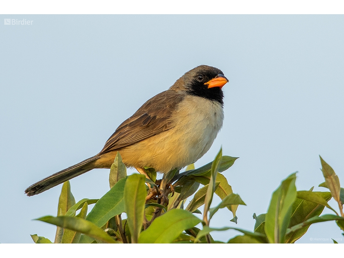 Saltatricula atricollis