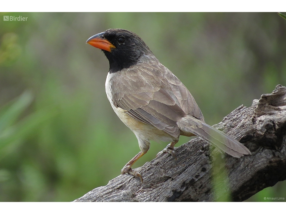 Saltatricula atricollis