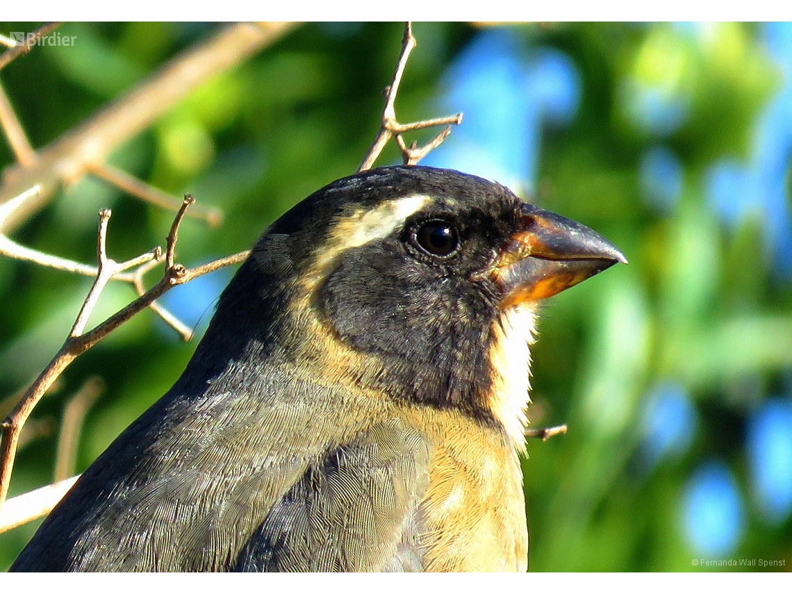 Saltator aurantiirostris