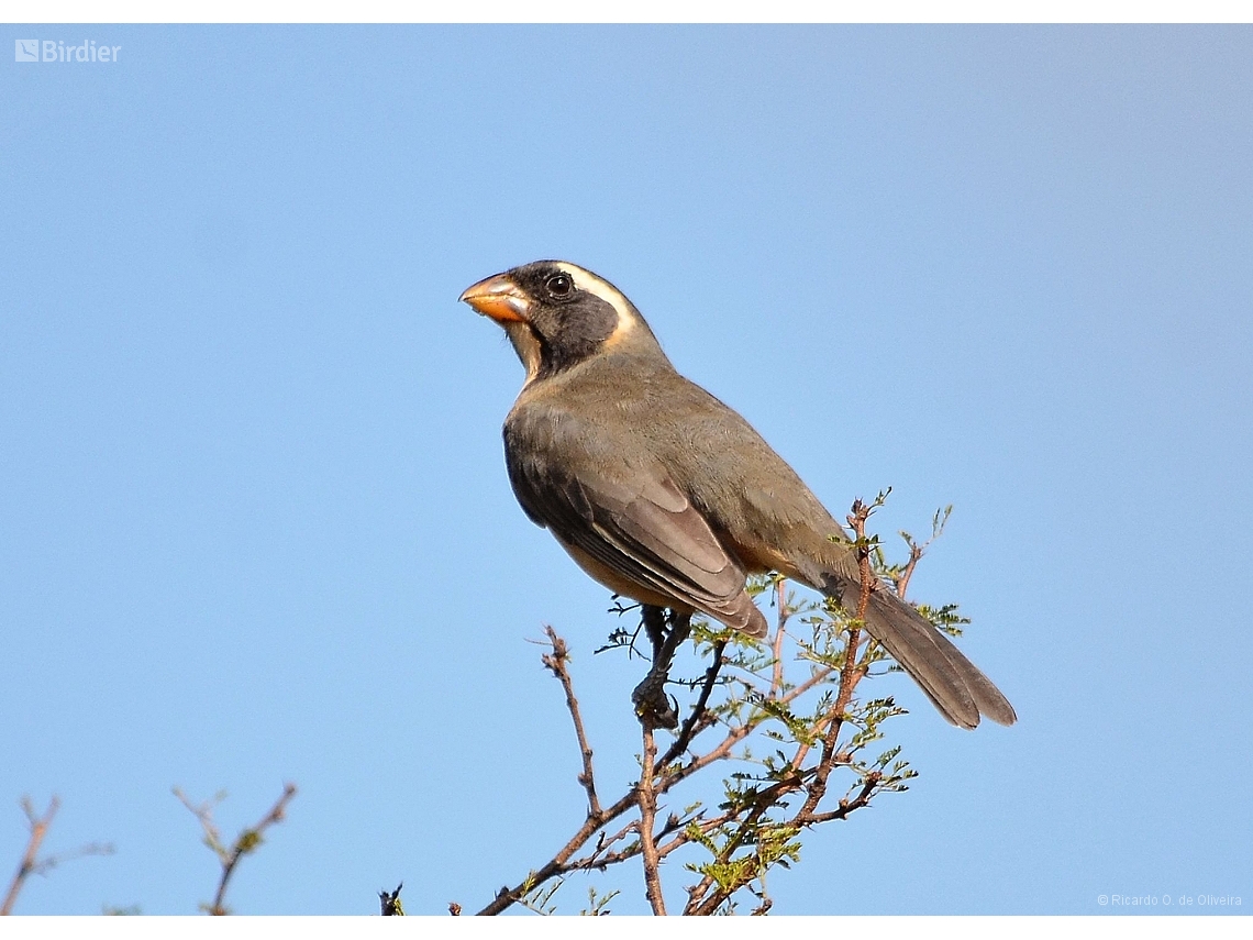 Saltator aurantiirostris