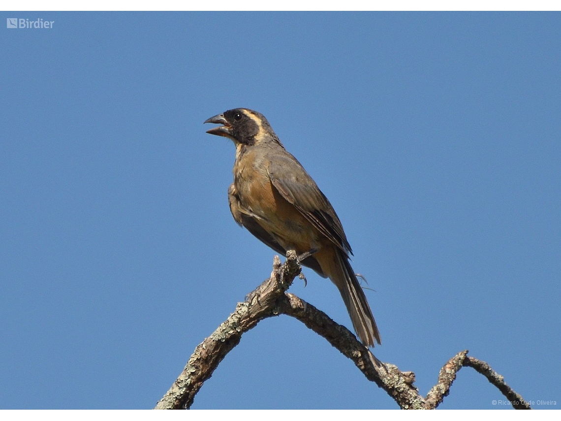 Saltator aurantiirostris