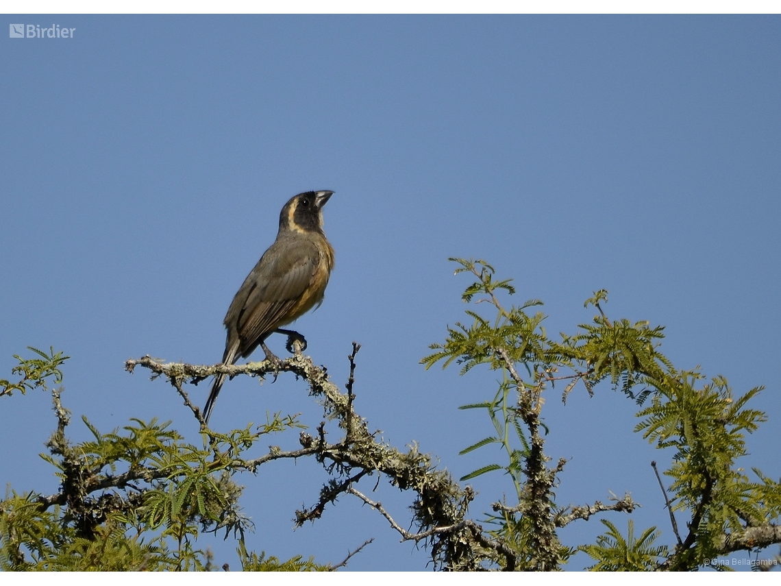 Saltator aurantiirostris