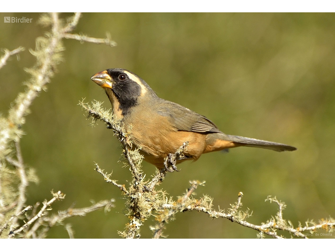 Saltator aurantiirostris