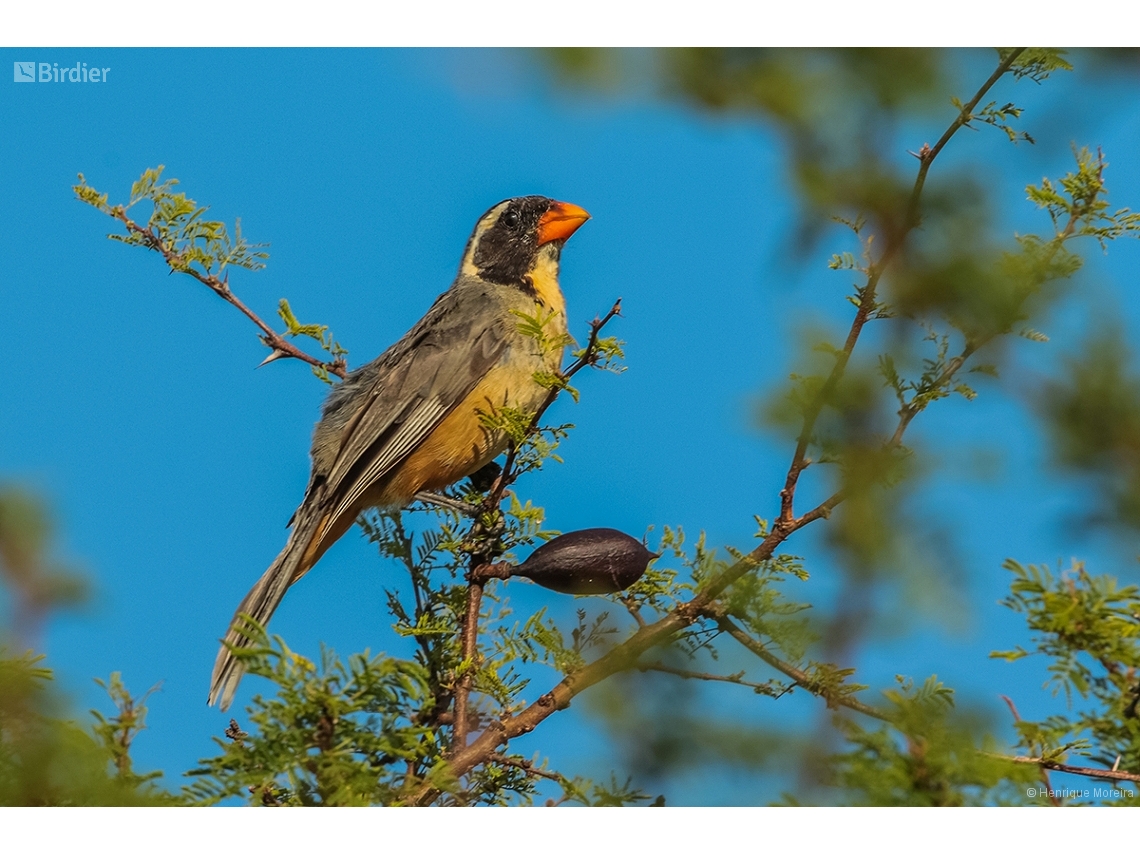 Saltator aurantiirostris