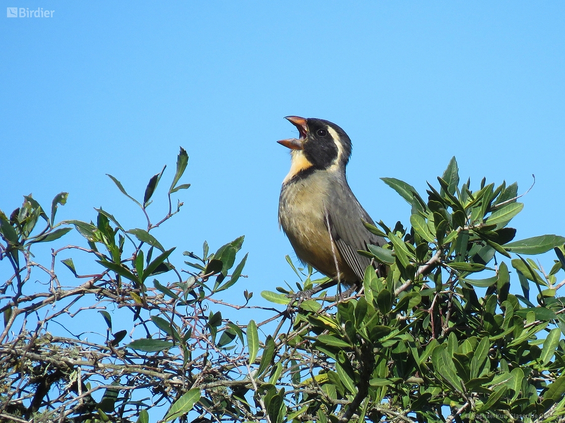 Saltator aurantiirostris