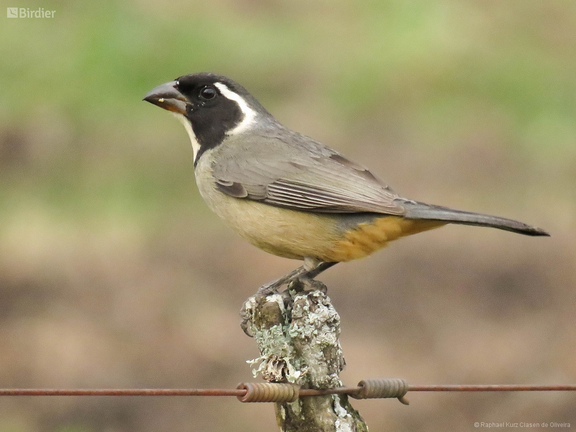 Saltator aurantiirostris