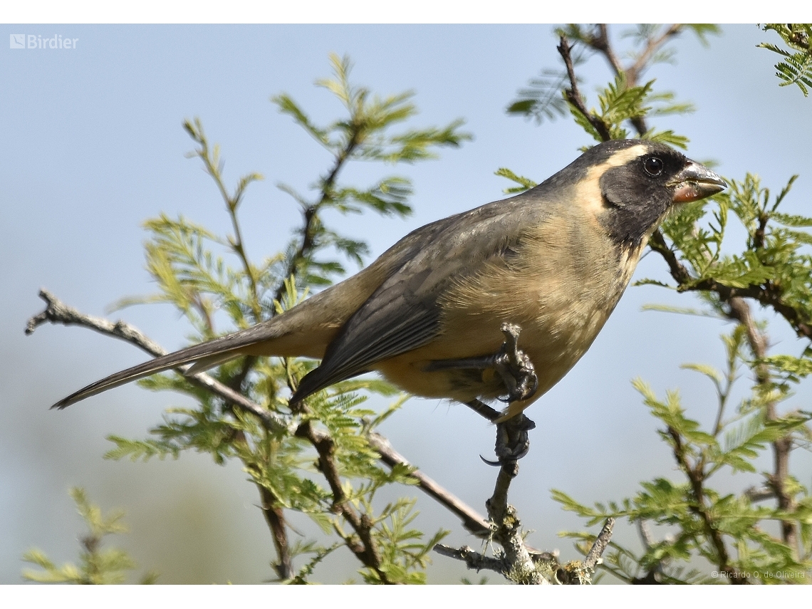 Saltator aurantiirostris