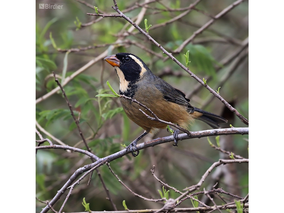 Saltator aurantiirostris