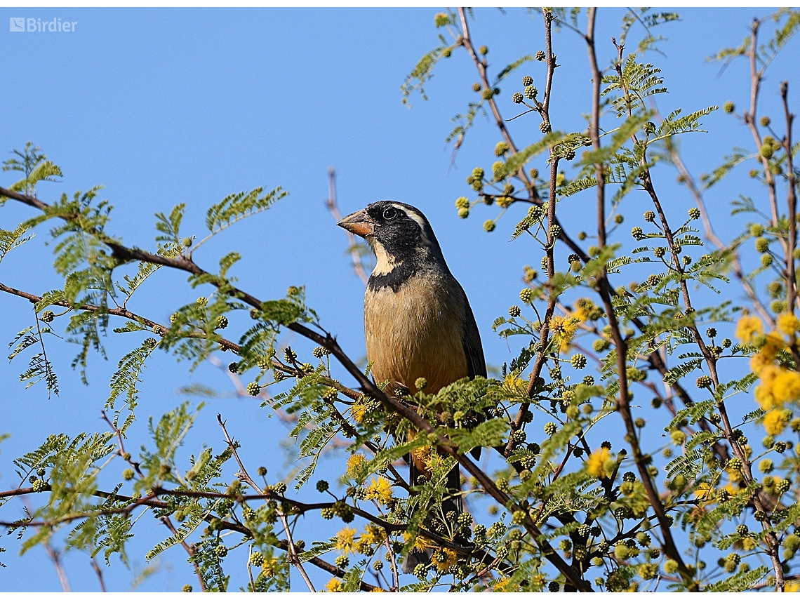 Saltator aurantiirostris