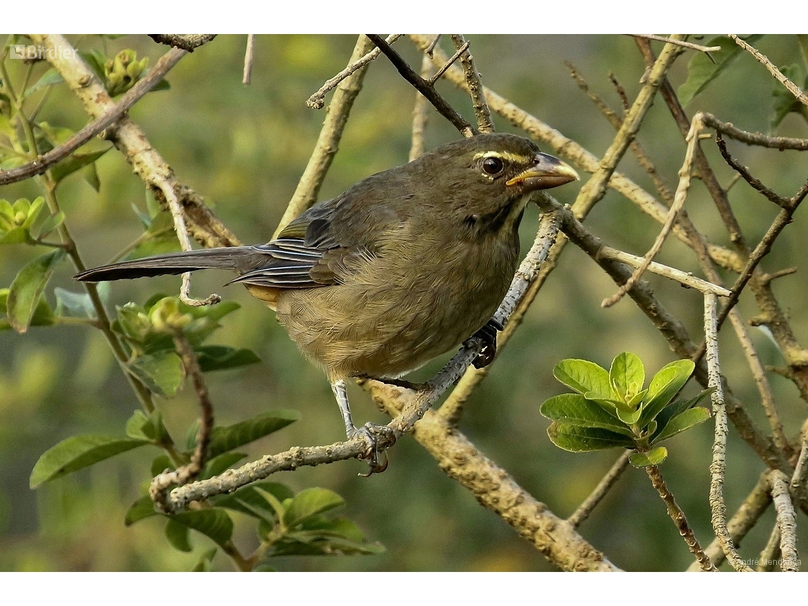 Saltator coerulescens