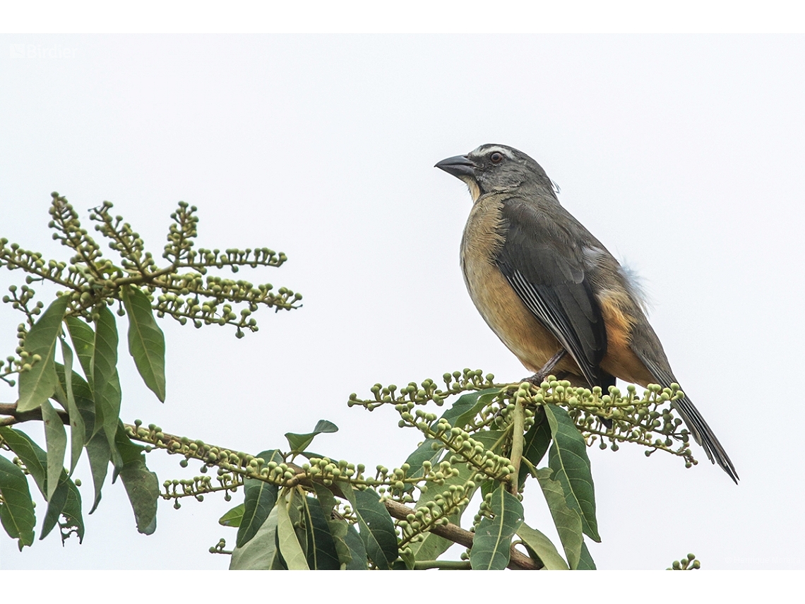 Saltator coerulescens