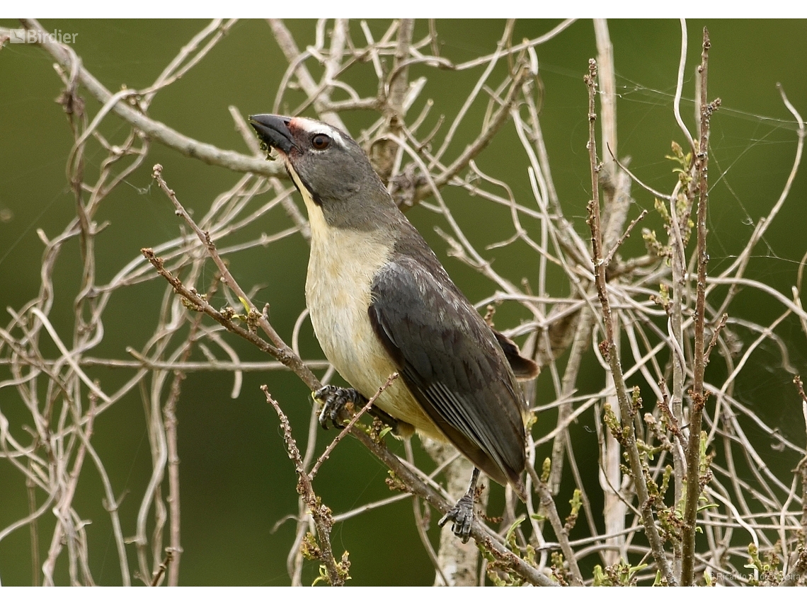 Saltator coerulescens