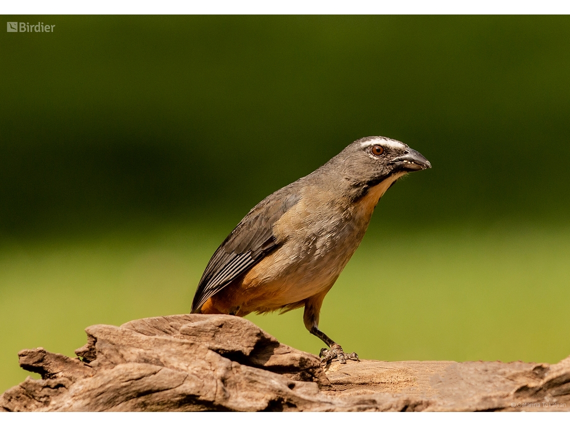 Saltator coerulescens