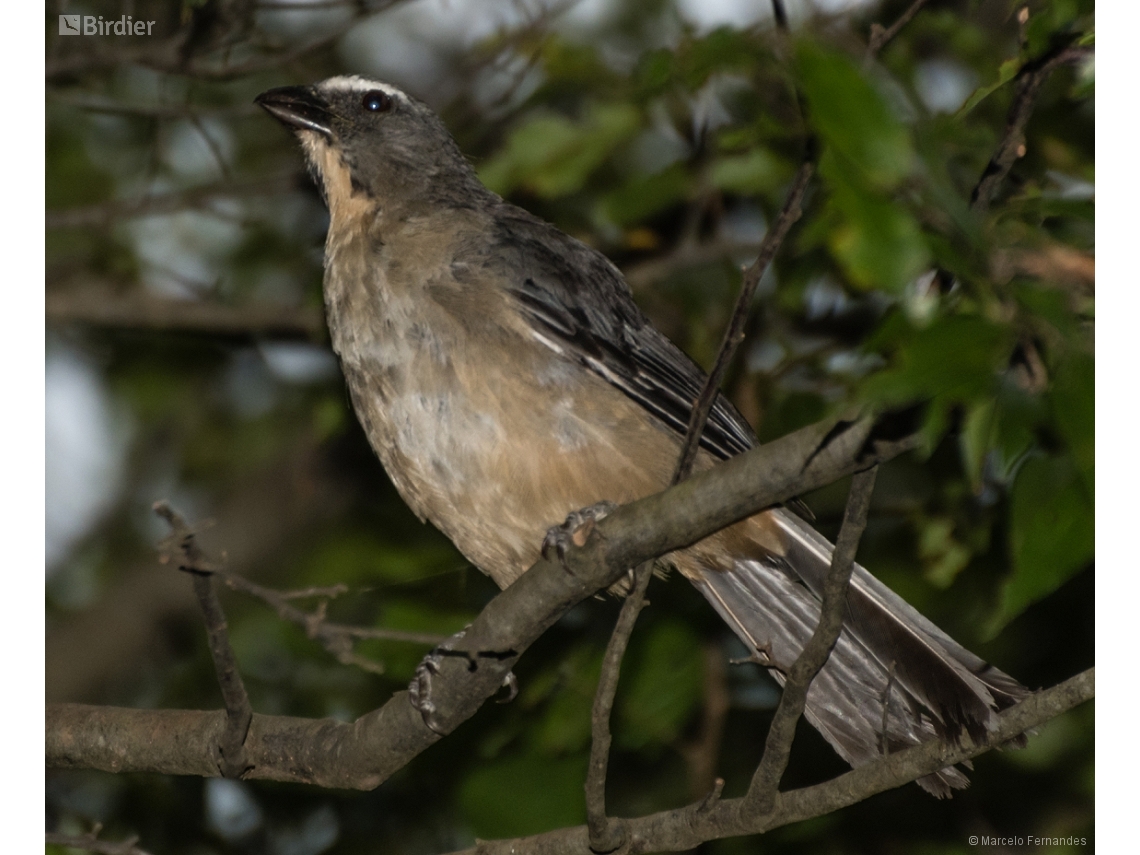 Saltator coerulescens