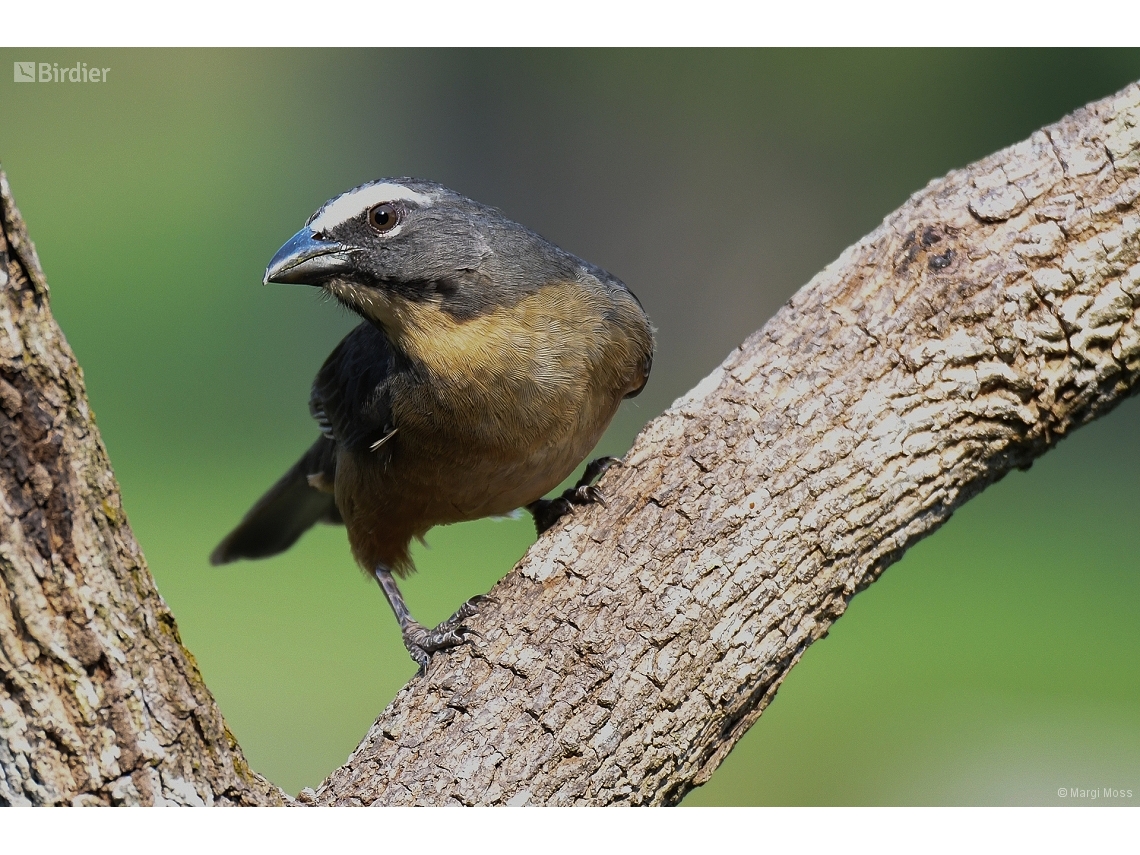 Saltator coerulescens