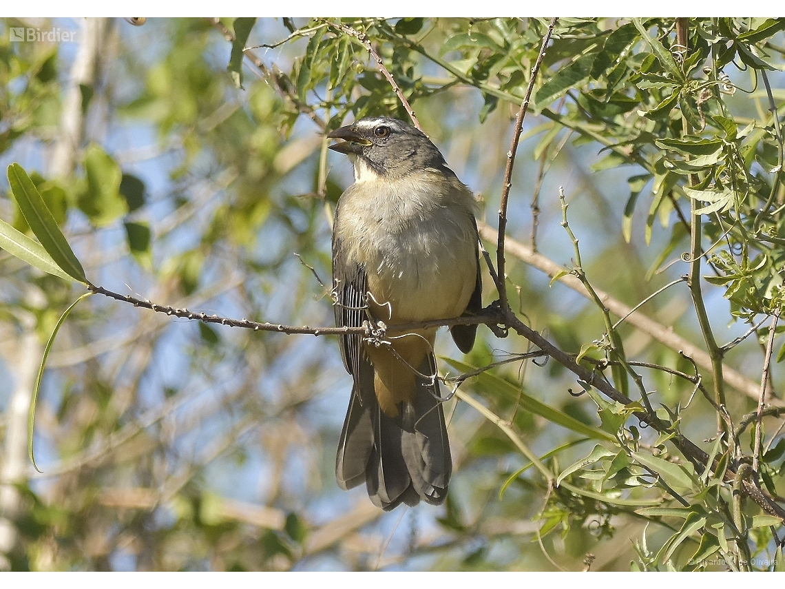 Saltator coerulescens