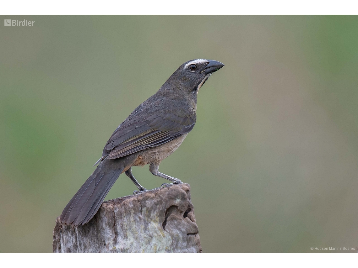 Saltator coerulescens