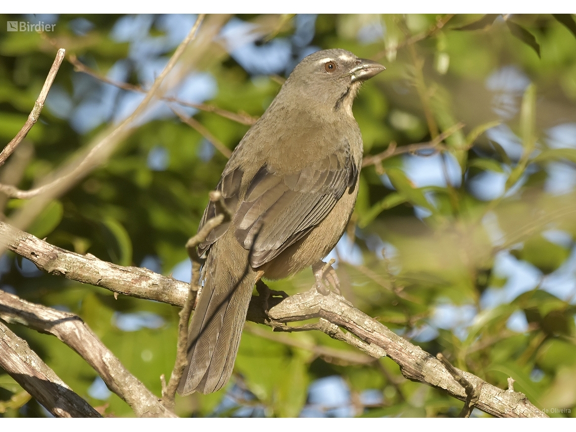 Saltator coerulescens