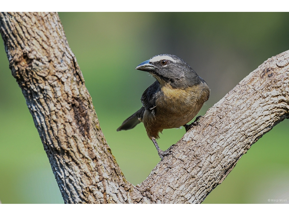 Saltator coerulescens