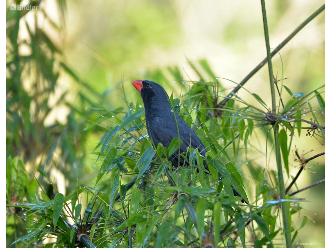 Saltator fuliginosus