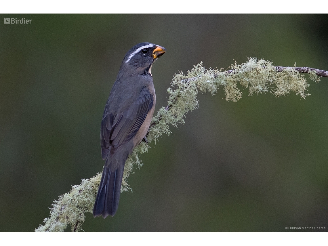 Saltator maxillosus