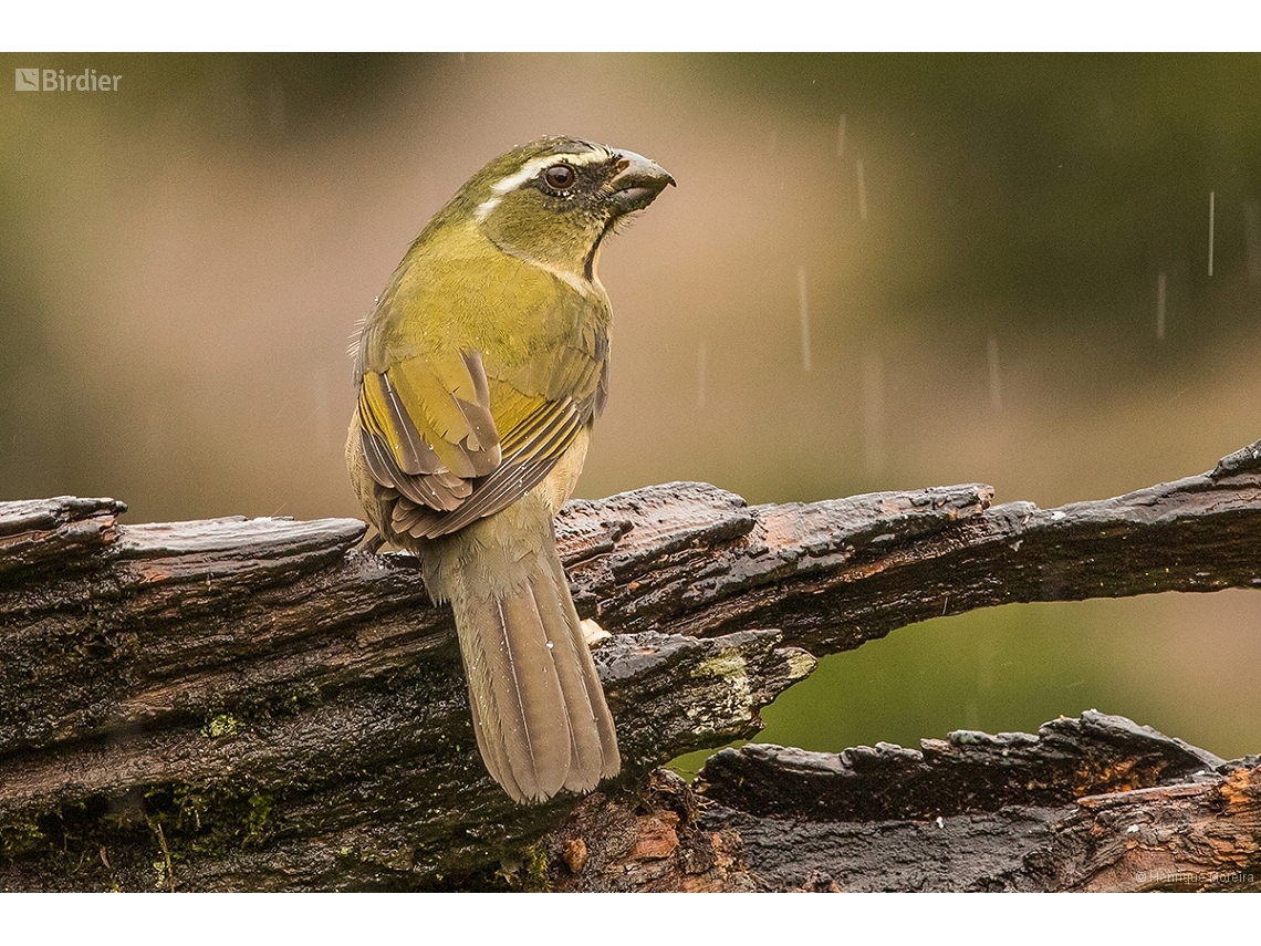 Saltator maxillosus