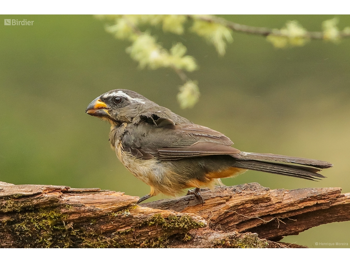 Saltator maxillosus