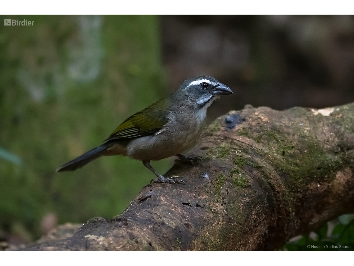 Saltator similis