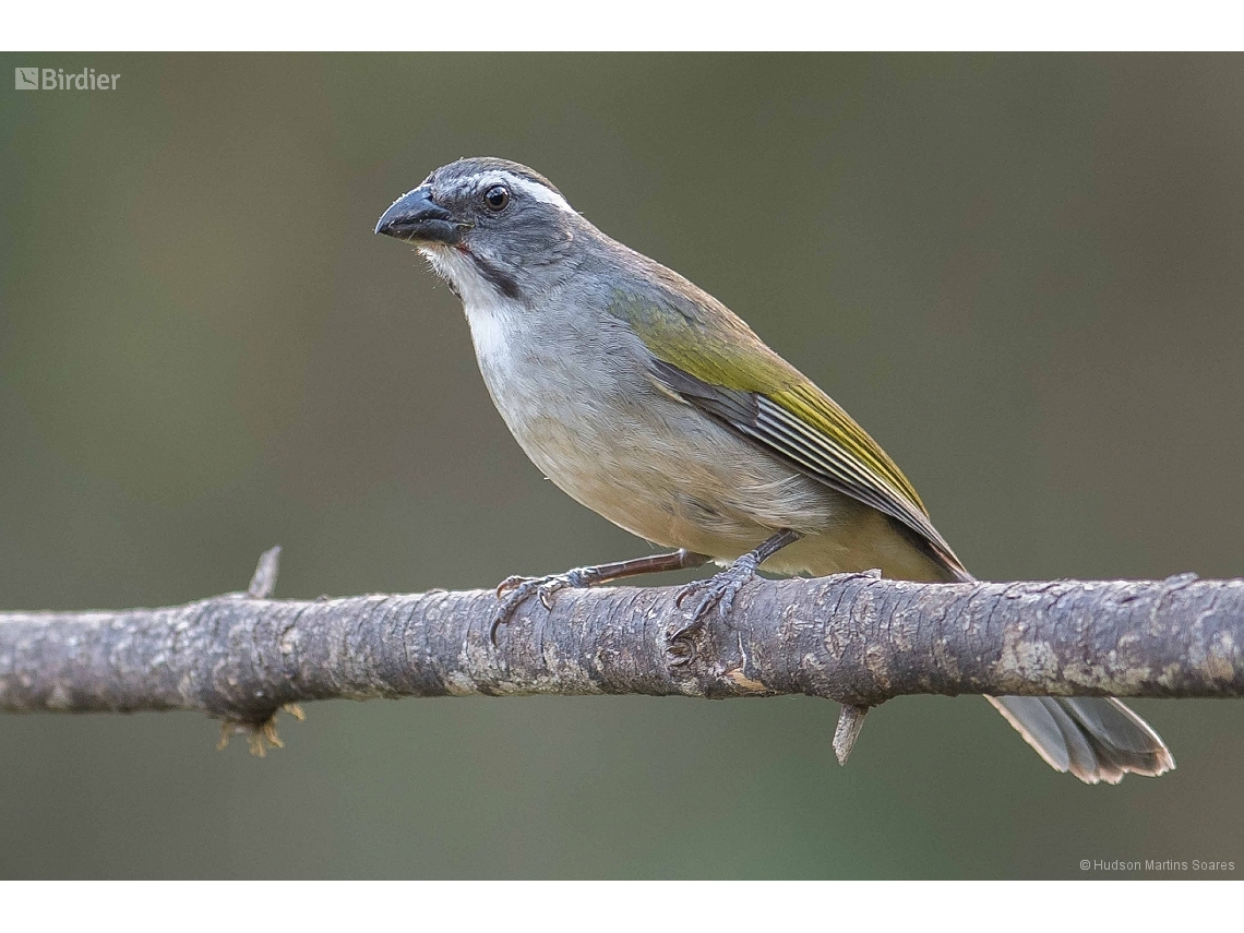 Saltator similis