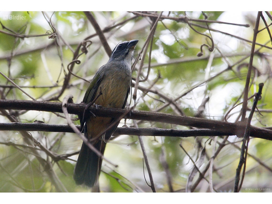 Saltator similis