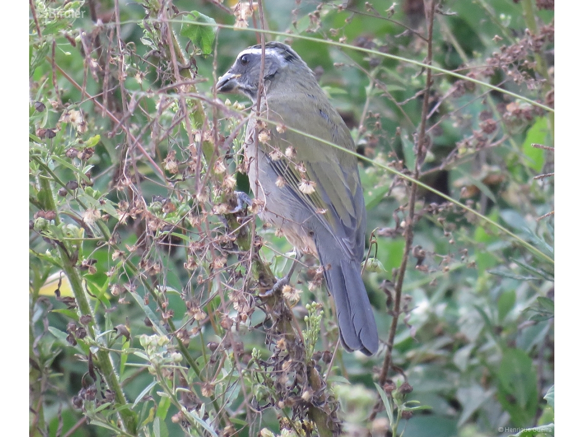 Saltator similis