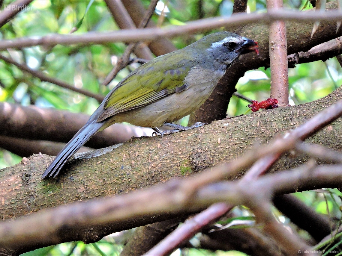 Saltator similis