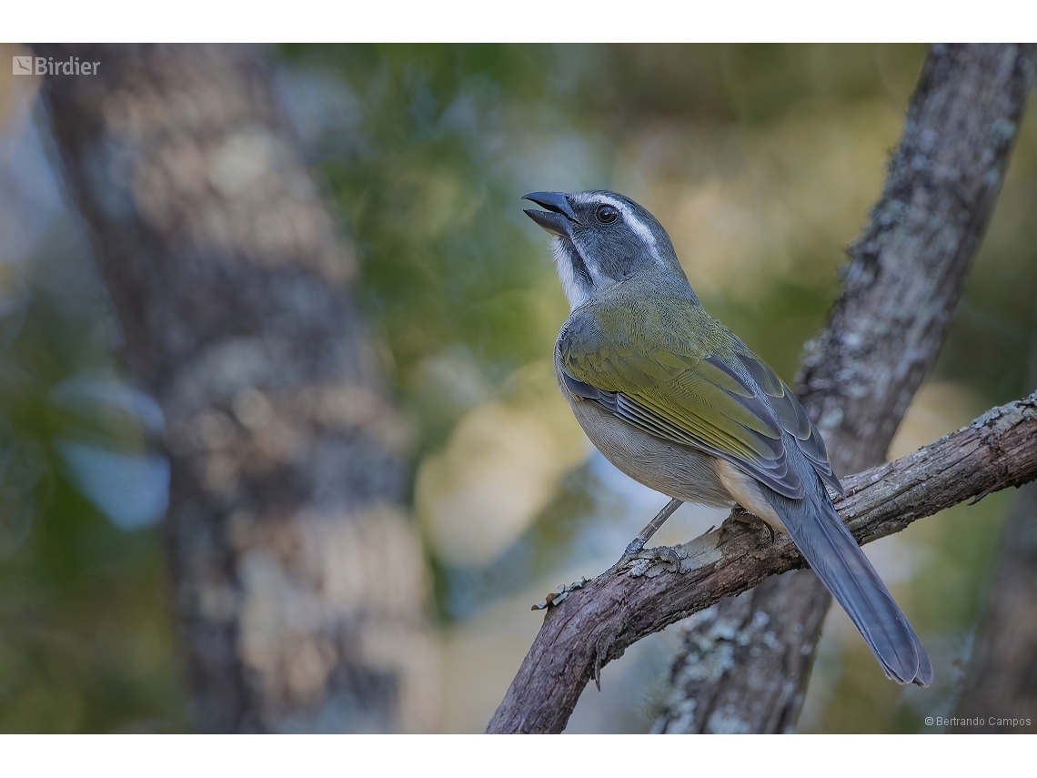 Saltator similis