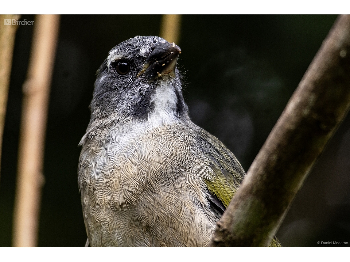 Saltator similis